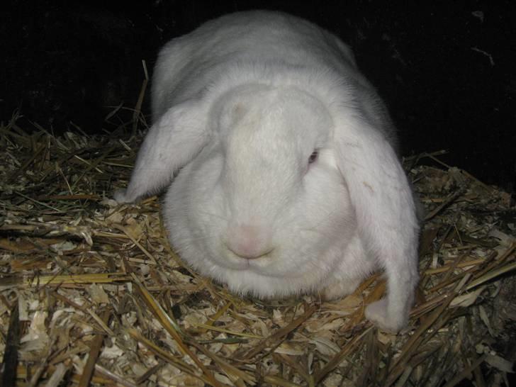 Kanin SnowQeen billede 6