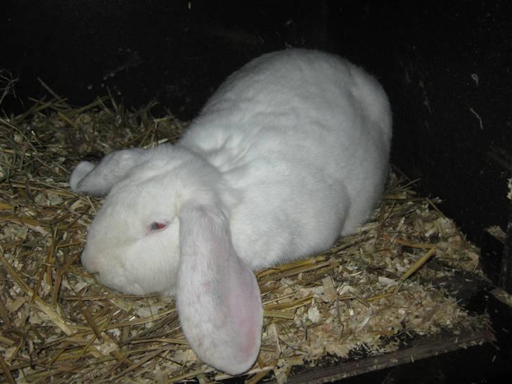 Kanin SnowQeen billede 7