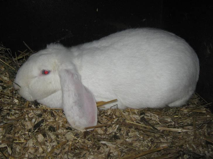 Kanin SnowQeen billede 8
