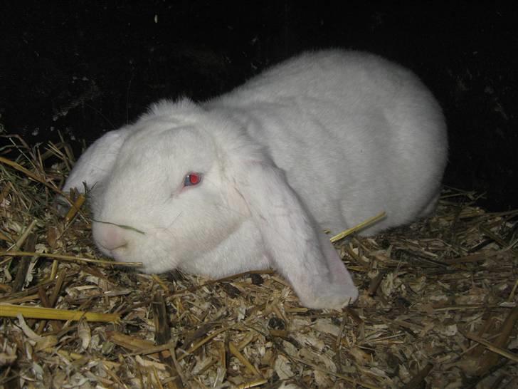 Kanin SnowQeen billede 9