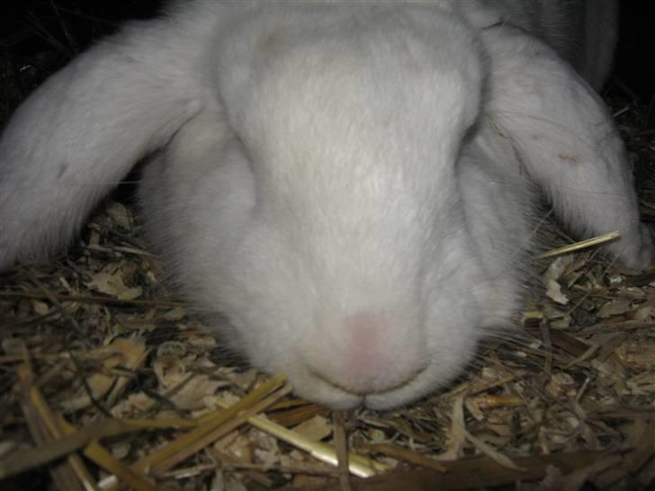 Kanin SnowQeen billede 10