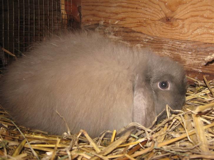 Kanin silke billede 1