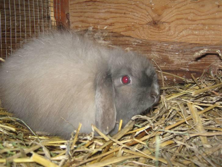 Kanin silke billede 2