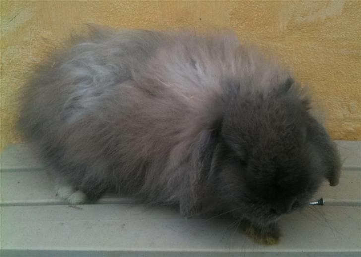 Kanin silke billede 3