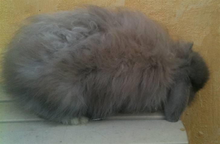 Kanin silke billede 4