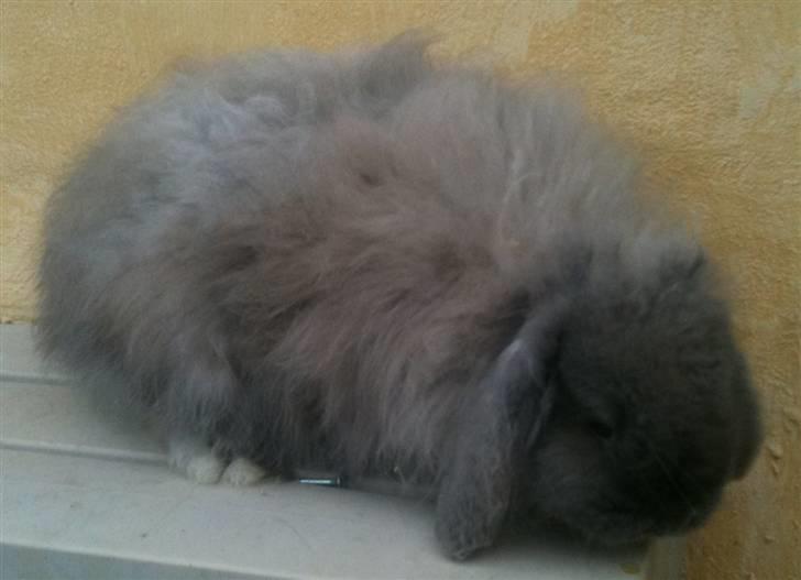 Kanin silke billede 5