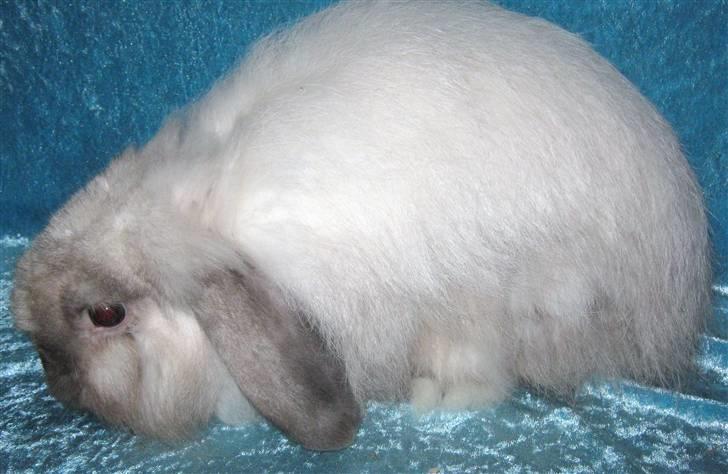 Kanin vaks billede 1