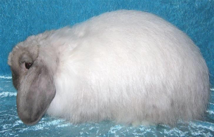 Kanin vaks billede 2