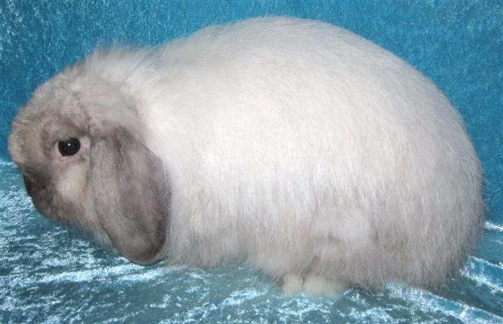 Kanin vaks billede 3