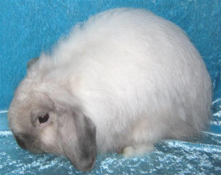 Kanin vaks billede 4