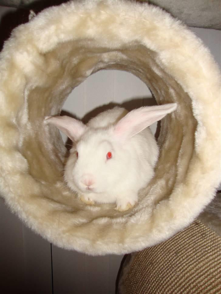 Kanin Sprite billede 1