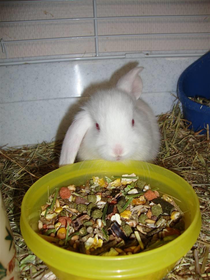 Kanin Sprite billede 2