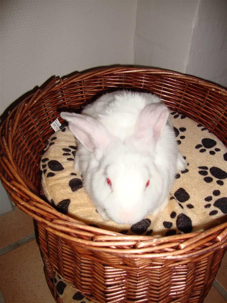 Kanin Sprite billede 3