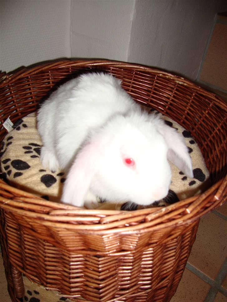 Kanin Sprite billede 4