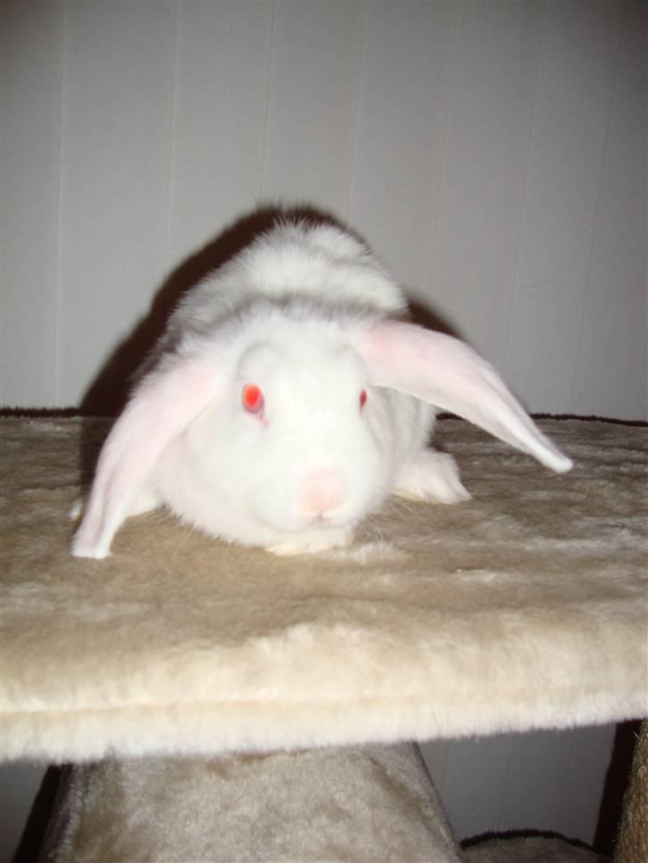 Kanin Sprite billede 5