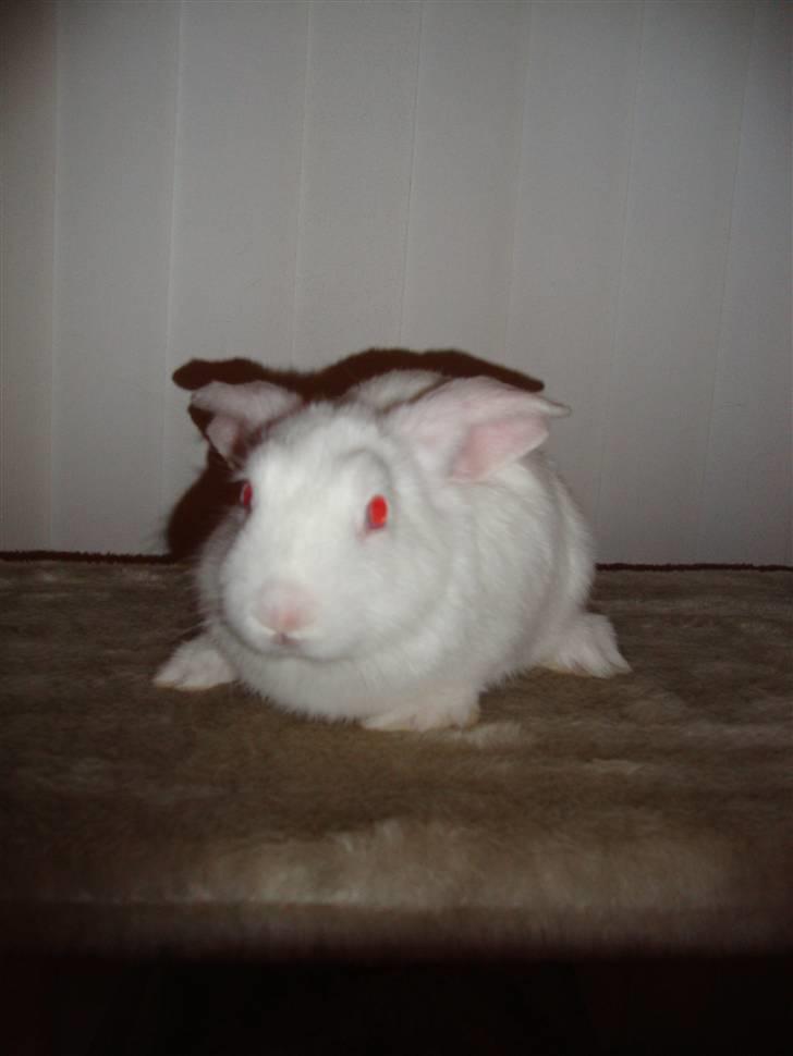 Kanin Sprite billede 6