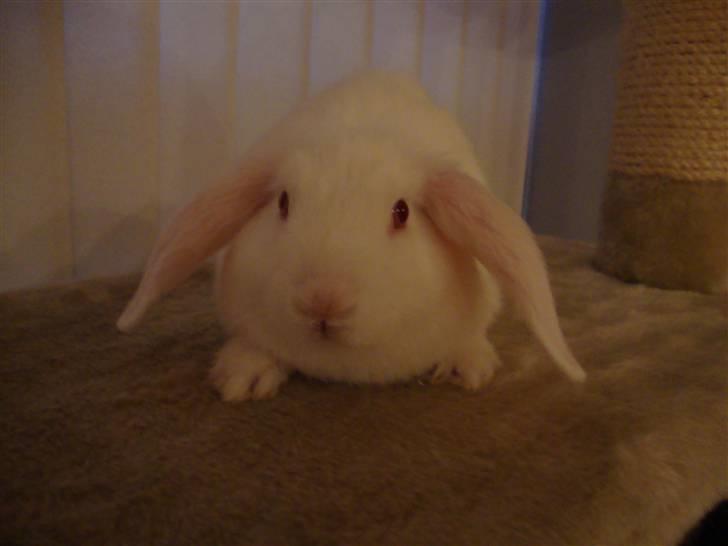 Kanin Sprite billede 7