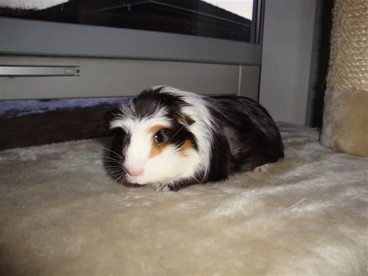 Marsvin Lasange billede 1