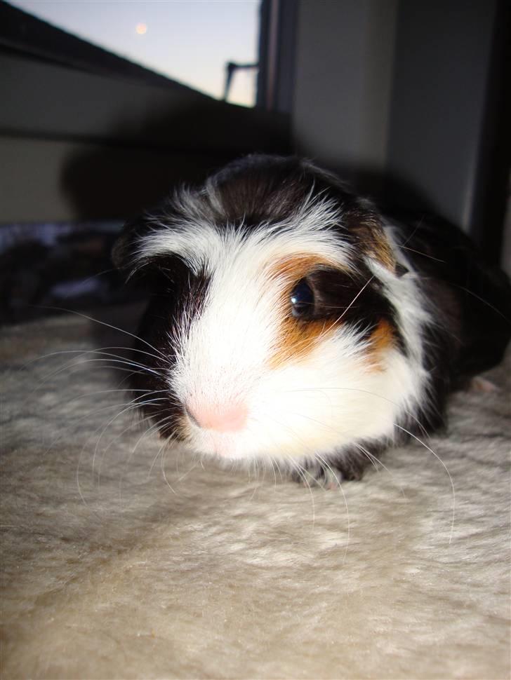 Marsvin Lasange billede 2