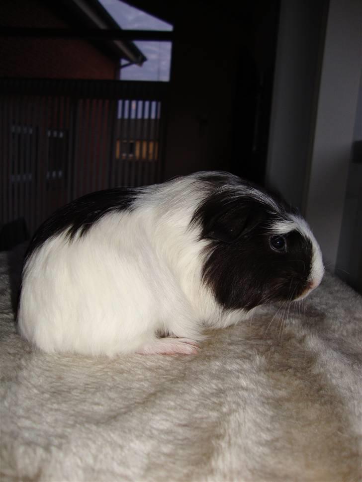 Marsvin Lasange billede 3