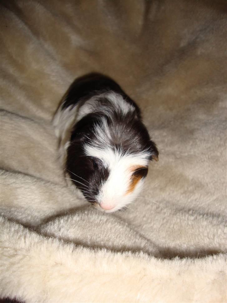 Marsvin Lasange billede 4