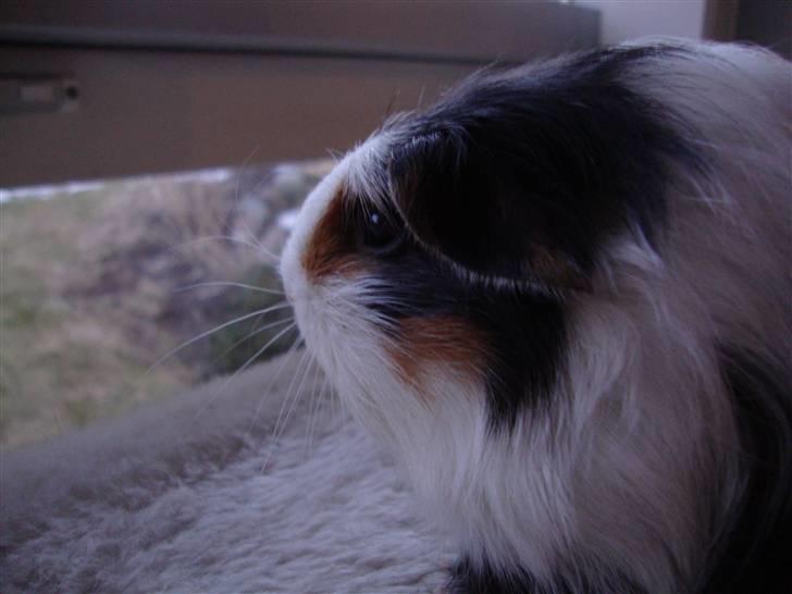 Marsvin Lasange billede 5