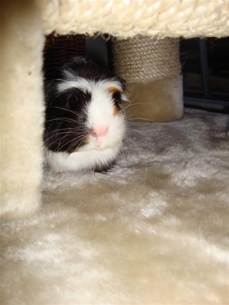 Marsvin Lasange billede 6