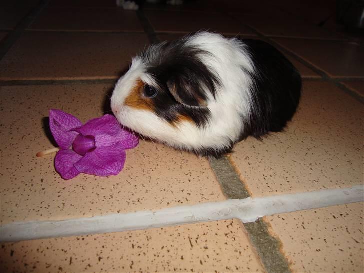 Marsvin Lasange billede 8