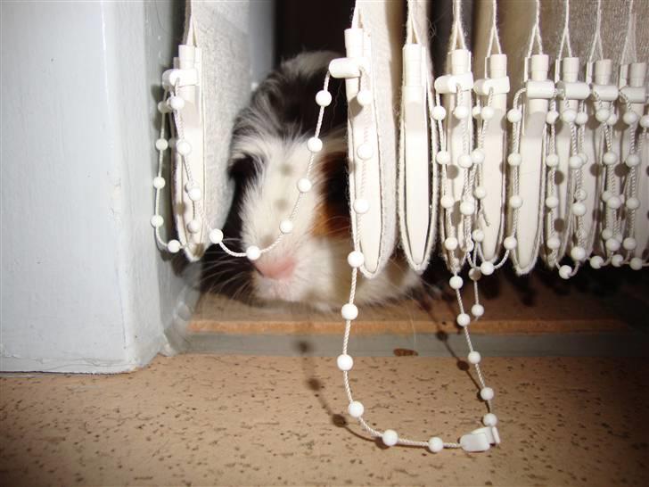 Marsvin Lasange billede 9