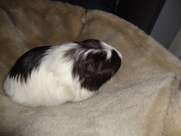 Marsvin Lasange billede 10