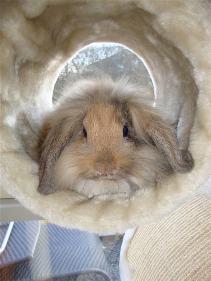 Kanin Conjak billede 1