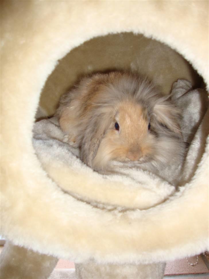 Kanin Conjak billede 2