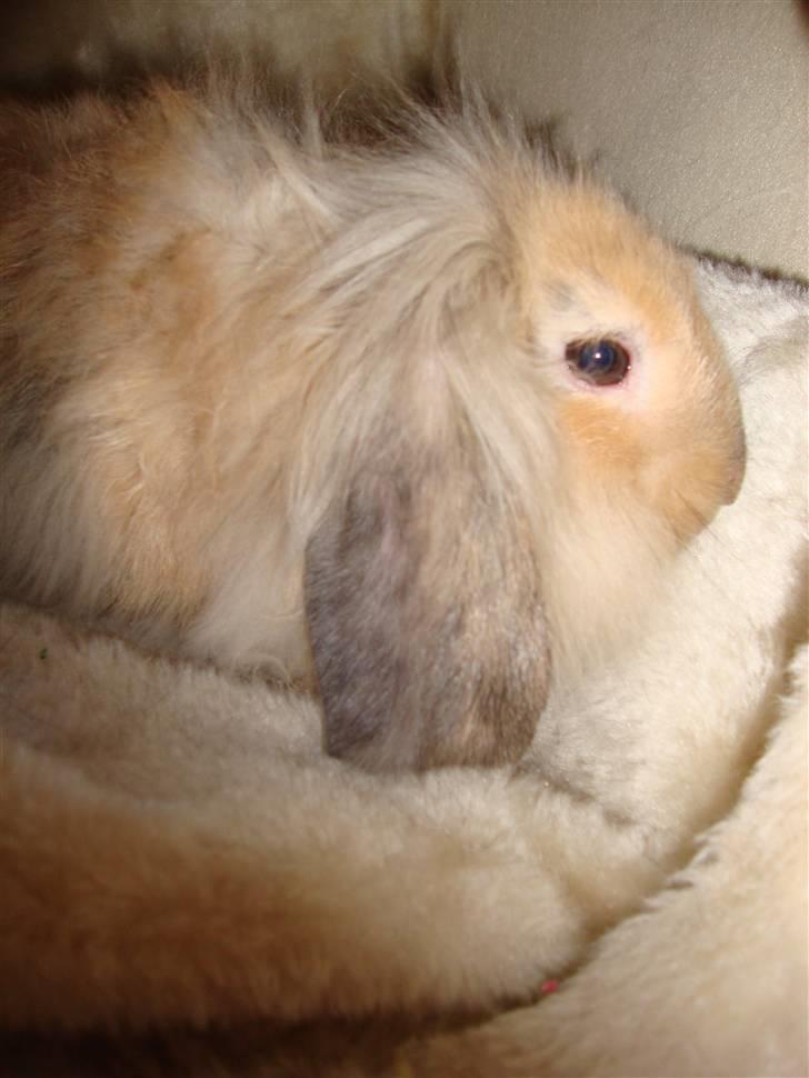 Kanin Conjak billede 3