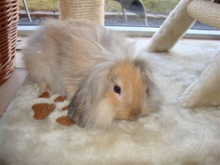 Kanin Conjak billede 4