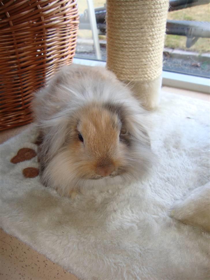 Kanin Conjak billede 5