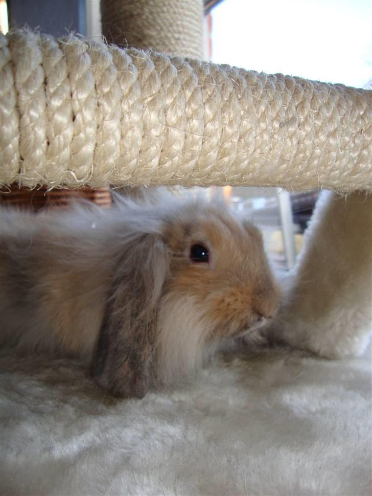 Kanin Conjak billede 6