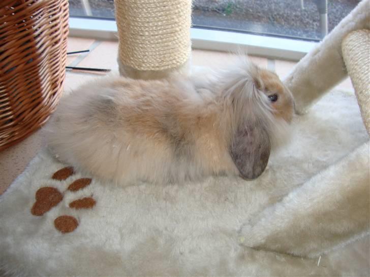 Kanin Conjak billede 7