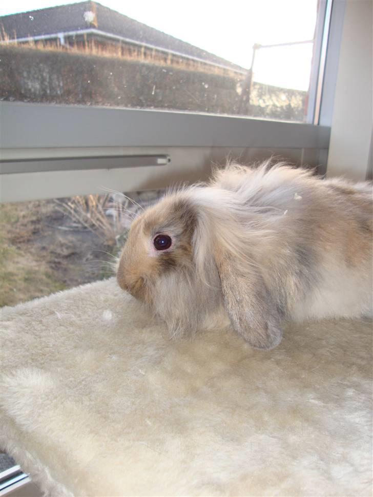 Kanin Conjak billede 8