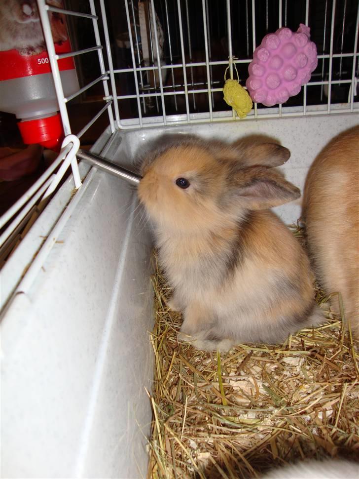 Kanin Conjak billede 9