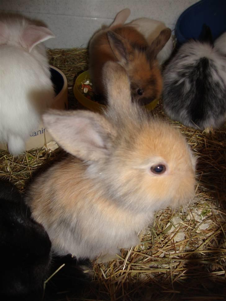 Kanin Conjak billede 10