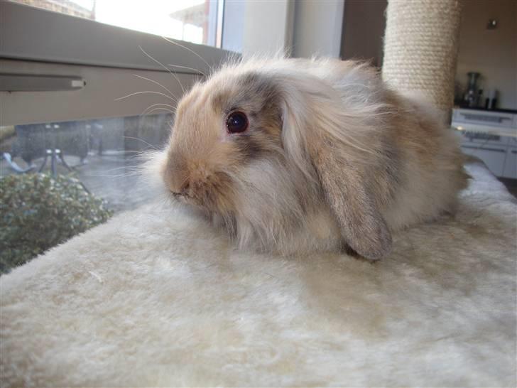 Kanin Conjak billede 11