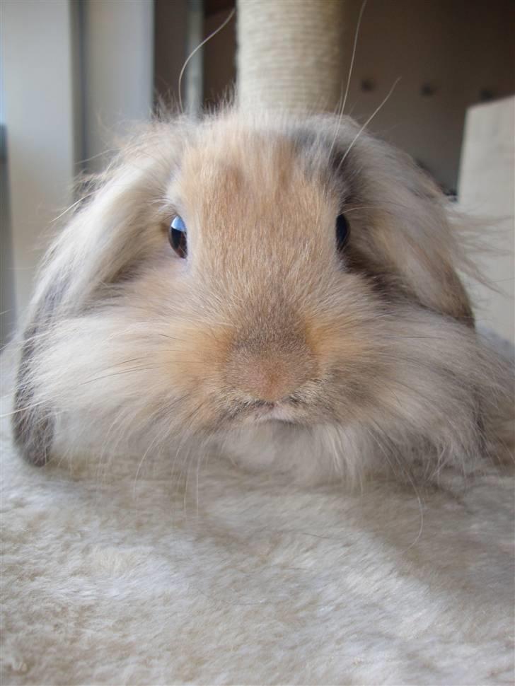 Kanin Conjak billede 12