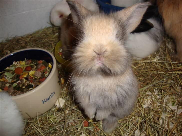 Kanin Conjak billede 13