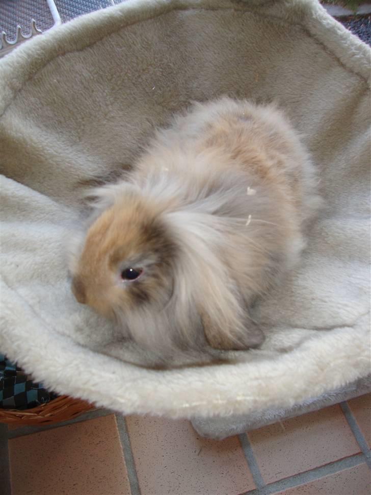 Kanin Conjak billede 14