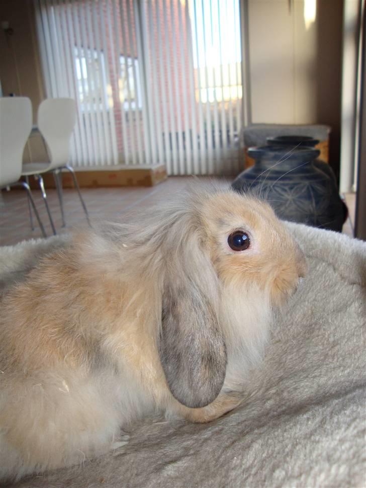 Kanin Conjak billede 15