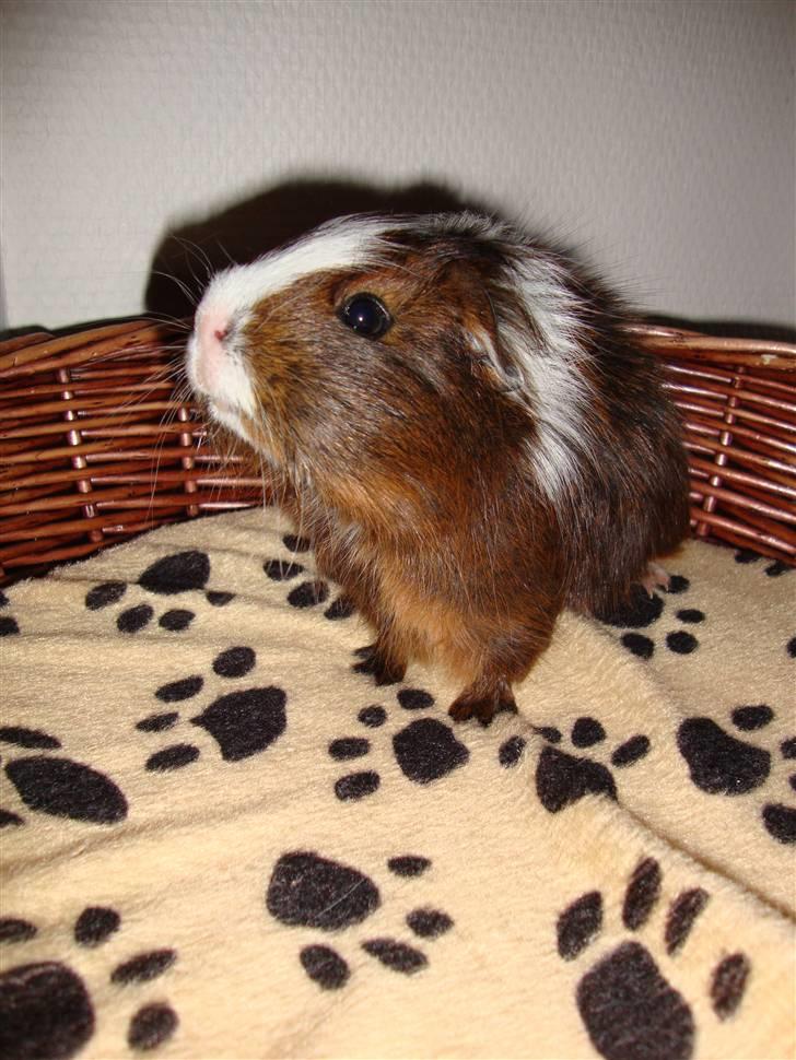 Marsvin Kastanje billede 1