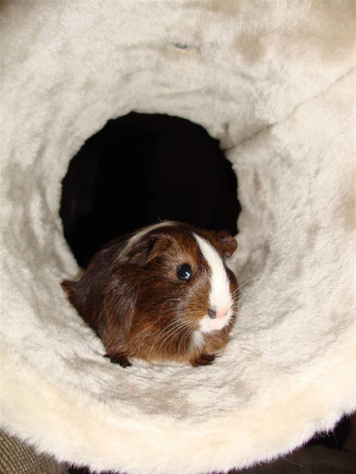 Marsvin Kastanje billede 2