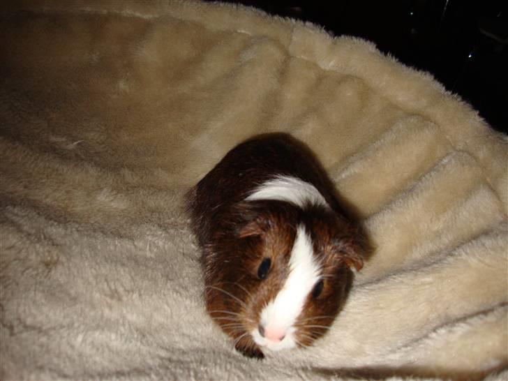 Marsvin Kastanje billede 3