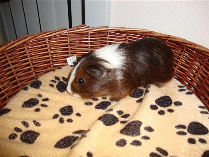 Marsvin Kastanje billede 4