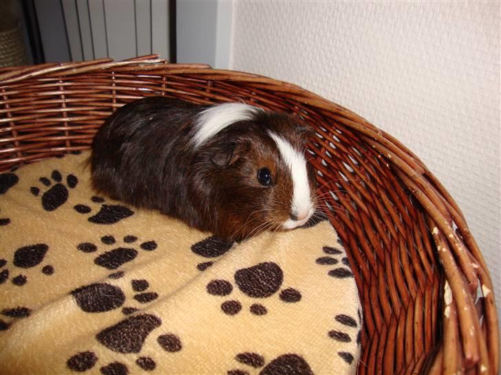 Marsvin Kastanje billede 5